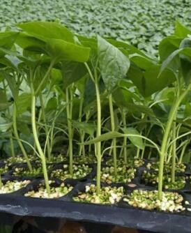 保康哪里卖螺丝椒苗子,南漳大果尖椒苗育苗厂2026