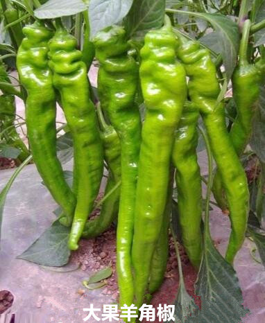 乌海批发辣椒苗育苗厂,赤峰螺丝椒苗线椒苗2026