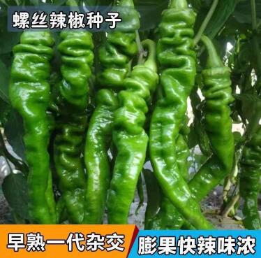 巴彦淖尔哪里卖皱皮螺丝椒苗,临河大果虎皮青椒苗2026