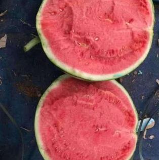 鲁山育2k西瓜苗厂,叶县专业嫁接西瓜苗基地2026