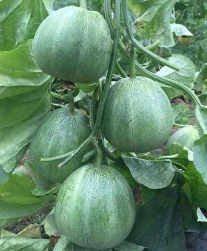 平乡嫁接的绿宝甜瓜苗,威县卖博洋9\羊角蜜育苗厂2026