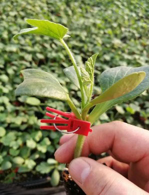 大方哪里育西瓜苗,纳雍早熟美都西瓜嫁接苗2026